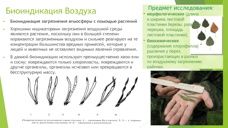 Реферат: Биоиндикация и биологический мониторинг