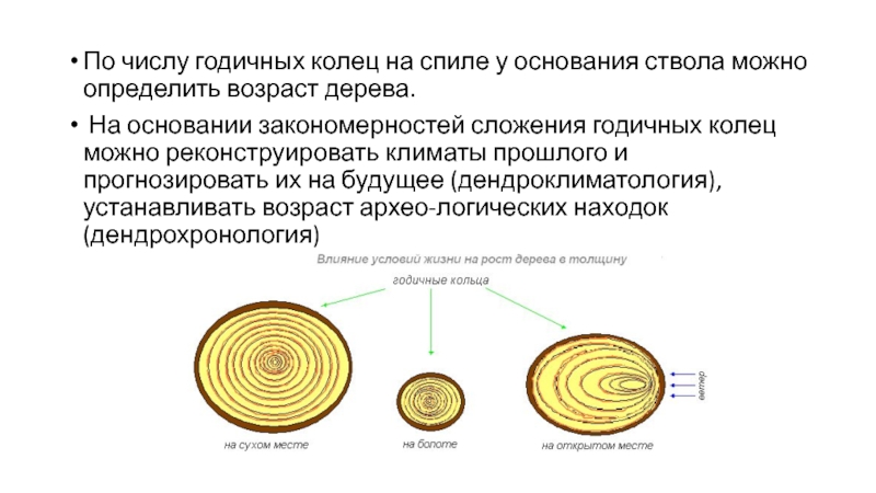 Возраст древесины. Годичные кольца древесины биология 6 класс. Информация о годичных кольцах. Образование годичных колец. Стебель годичные кольца.