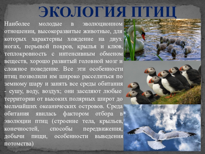 Сообщение экологические группы птиц. Экологические группы птиц. Экология птиц. Экологичиский вит птиц. Экологические особенности птиц.