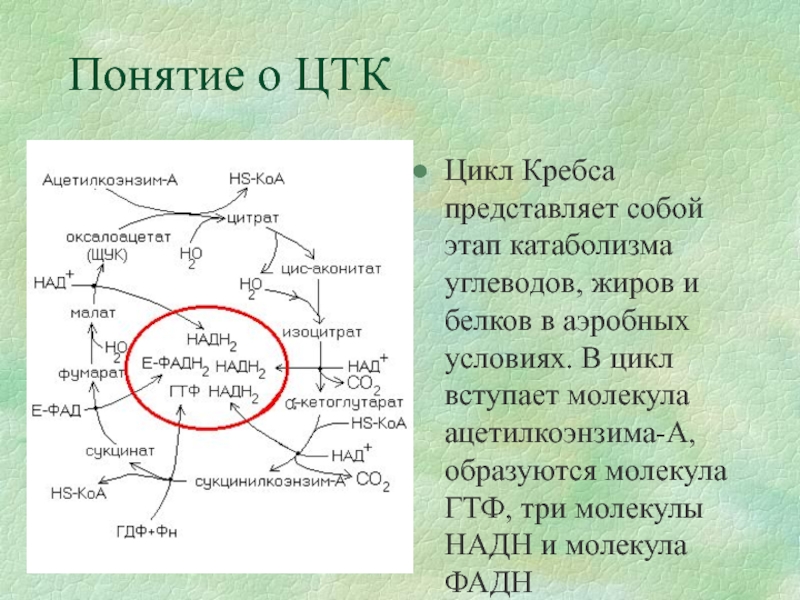 Цикл кребса атф. Цикл трикарбоновых кислот цикл Кребса.