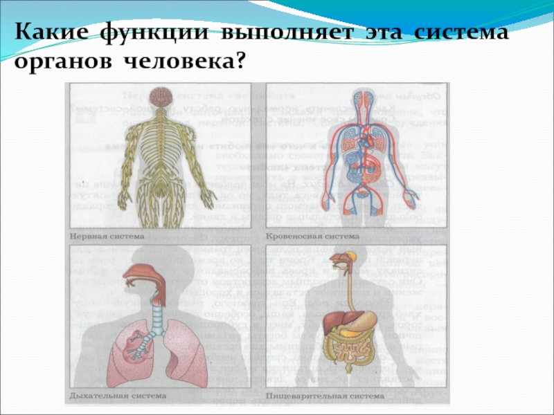 Основная функция внутренних органов. Системы органов. Функции систем органов в организме человека. Систера органов. Человек в системе.
