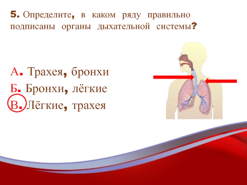 Тест дыхание и кровообращение 3 класс плешаков