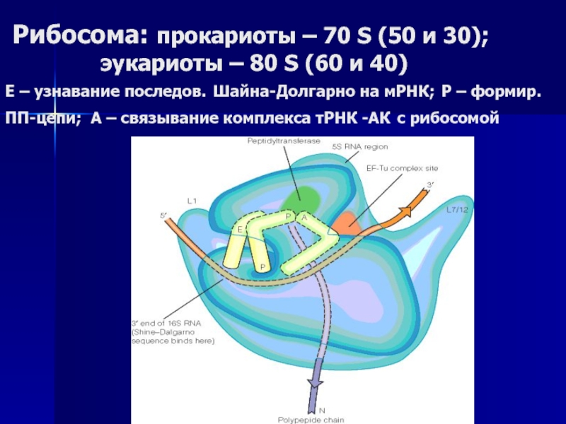 Рибосомы эукариот. Рибосомы у прокариот 70s. Рибосомы эукариот 80s. Структура рибосом прокариот. Рибосомы 70s функции.