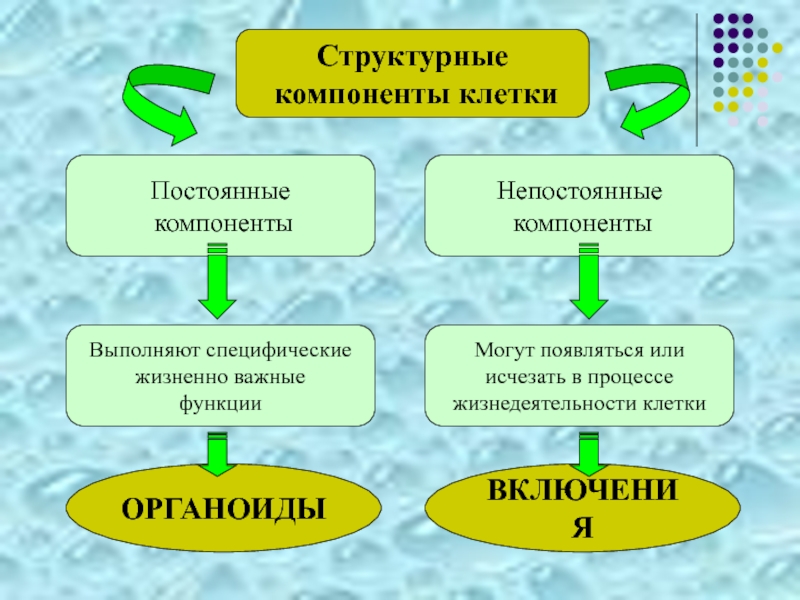 Презентация строение клетки 10 класс биология