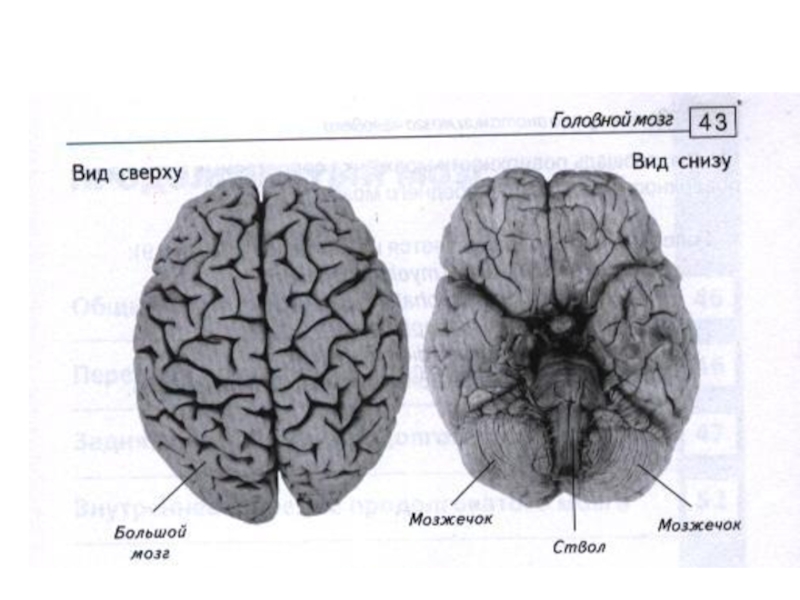 Виды мозга. Головной мозг вид сверху. Большие полушария головного мозга вид сверху. Мозг вид сверху схема. Большой мозг вид сверху.