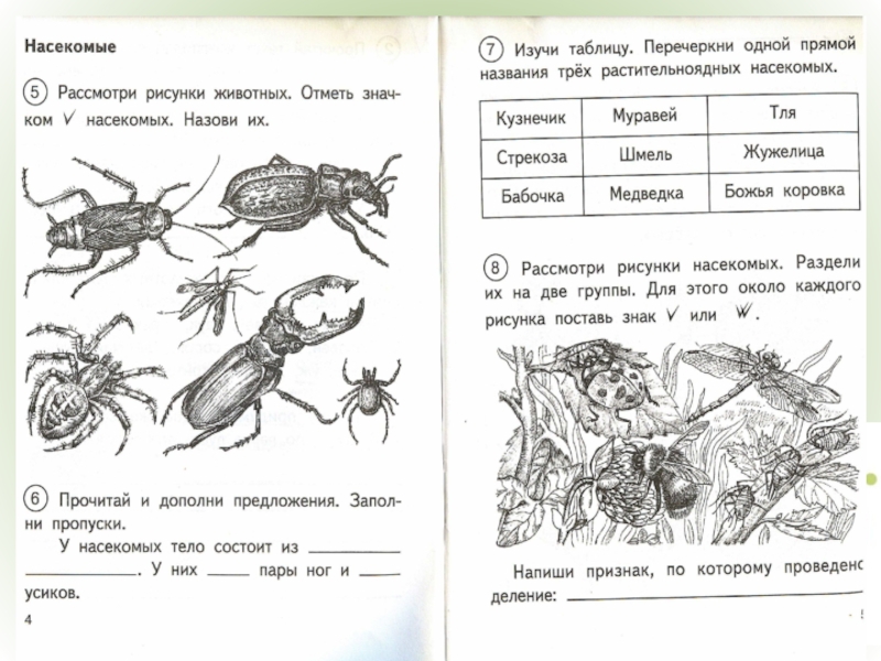 Рассмотри рисунок и дополни утверждения. Рассмотри рисунки насекомых. Рассмотри рисунки насекомых раздели их на две группы. Разделение насекомых на две группы. Перечеркни одной прямой названия трех растительноядных насекомых.