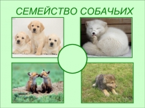 Животные семейства собачьих
