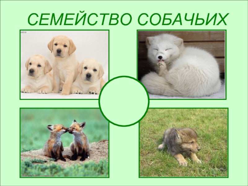 Презентация Животные семейства собачьих
