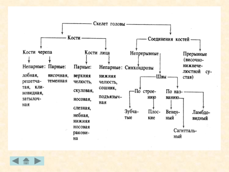 Таблица соединений кости