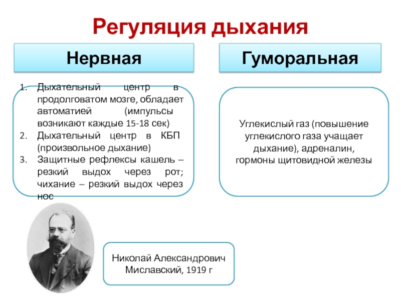 Нервно гуморальная регуляция. Нервная и гуморальная регуляция дыхания. Защитные рефлексы в регуляции дыхания. Гуморальная регуляция автоматии дыхательного центра. Регуляция дыхания ЕГЭ.