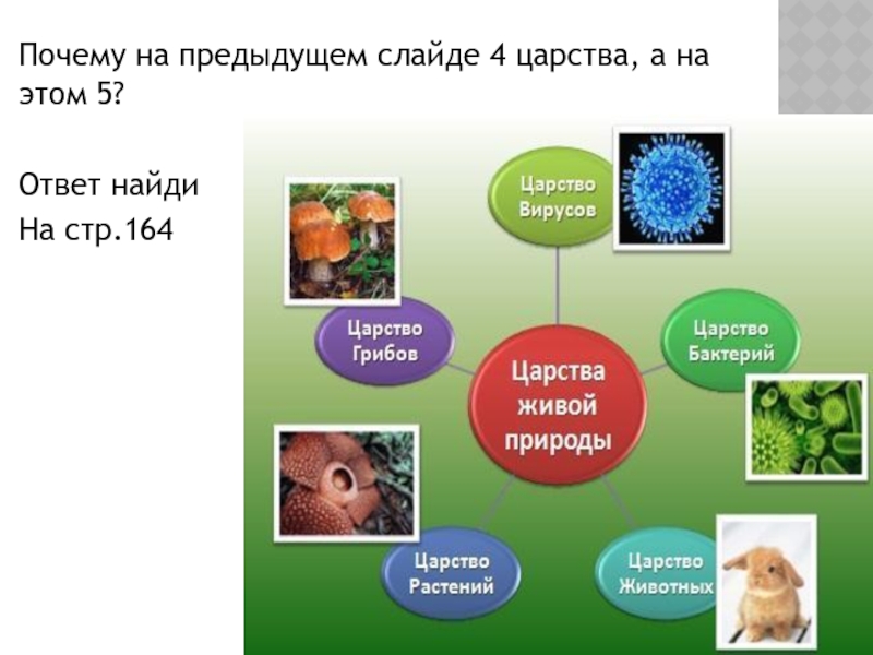 Учительница показала ребятам фотографии и попросила определить какие царства живой природы