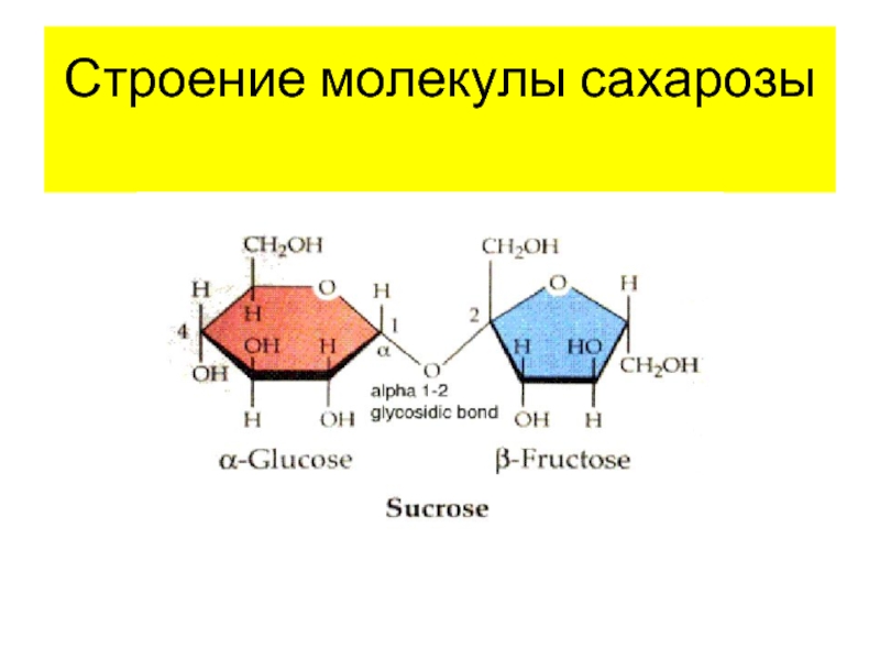 Рисунок сахароза геншин