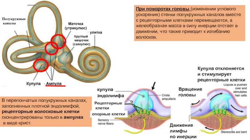 Три полукружных канала в ухе. Полукружные каналы внутреннего уха ампулы. Строение ампулы полукружного канала. Мешочки преддверия внутреннего уха. Полукружные каналы внутреннего уха функции.