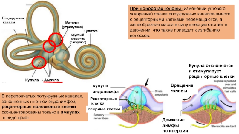 Отметь характеристики части органа слуха обозначенной на рисунке цифрой