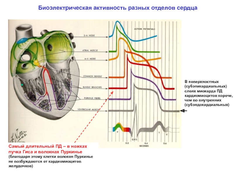 Схема электрической активности сердца является