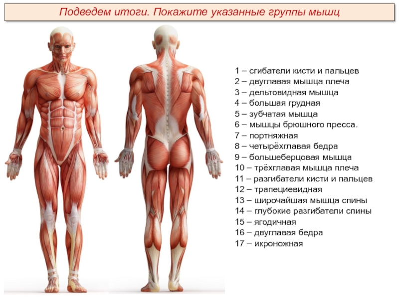 Укажи какая мышца на рисунке отмечена цифрой 3