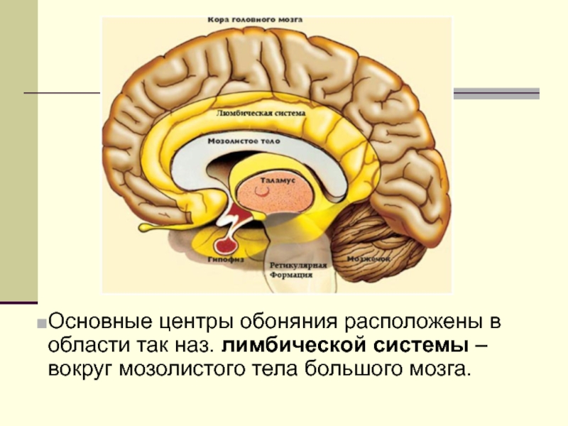 Основные центры обоняния расположены в области так наз. лимбической системы – вокруг мозолистого тела большого мозга.