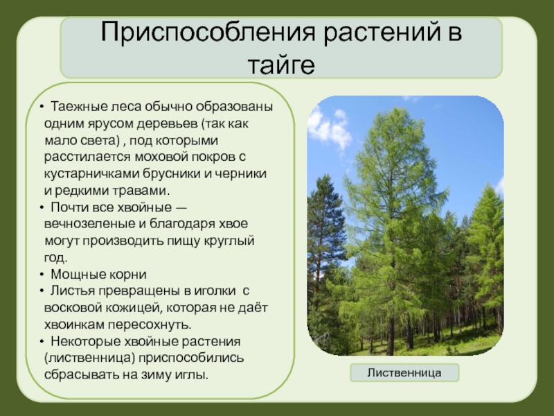 Характерные признаки тайги. Приспособление растений в тайге. Приспособление животных и растений в тайге. Приспособленность растений в тайге. Приспособление растений в тайге в России.