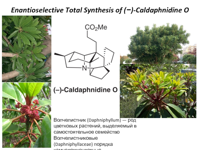 Волчелистник ( Daphniphyllum ) — род цветковых растений, выделяемый в