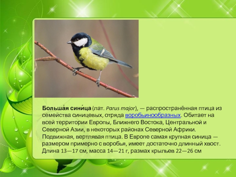 Птицы нижегородской области фото и описание
