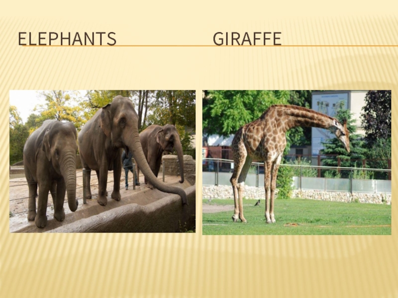 Elephants            Giraffe
