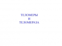 ТЕЛОМЕРЫ
И
ТЕЛОМЕРАЗА