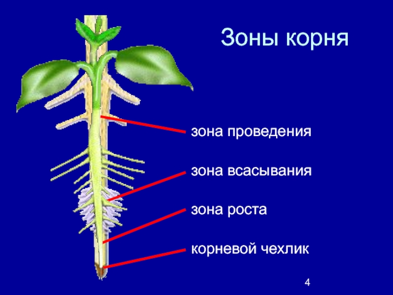 Строение шестом. Клеточное строение корня зоны корня. Побег зона всасывания. Строение зоны корня 6 класс. Зоны корня 6 класс биология.