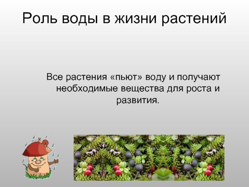 Роль воды в жизни растенийВсе растения «пьют» воду и получают необходимые вещества для роста и развития.