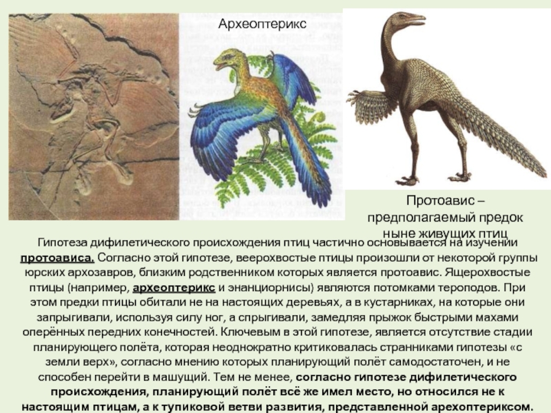 На рисунке изображен археоптерикс вымершее