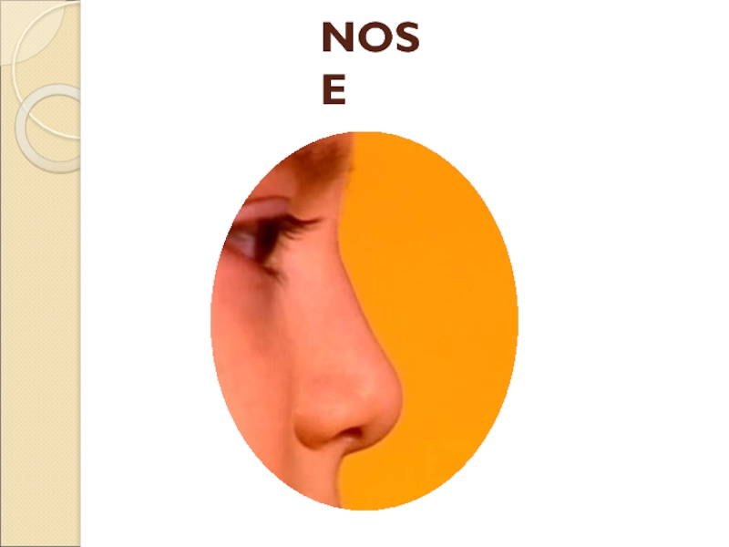 Слово нос глагол. Nose слово. Красивая надпись нос. 5 Parts of nose. Карточки по английскому языку 2 класс нос,волосы,глаза.