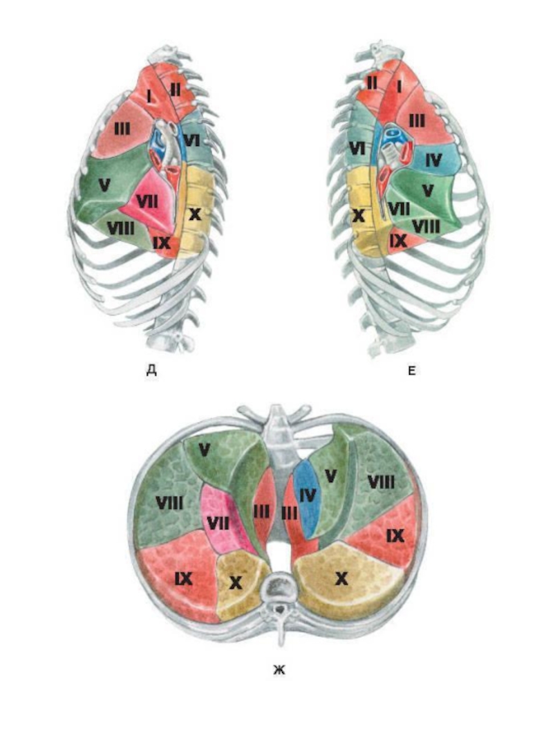 Доли легкого слева. Топографическая анатомия легких доли сегменты. S1 s2 сегменты. S6 сегмент левого легкого. Сегменты лёгкого s6.