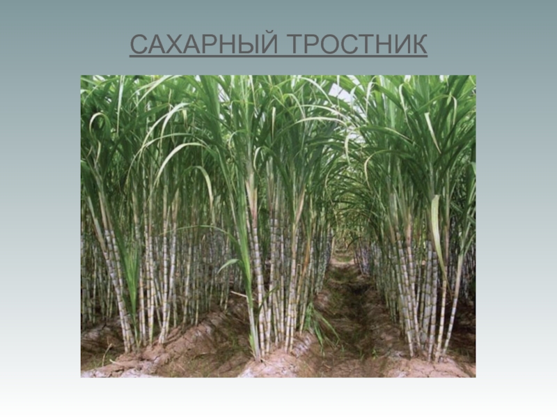 Сахарный тростник в россии. Египет растения сахарный тростник. Сахарный тростник в Южной Америке. Сахарный тростник 19 век. Парагвай сахарный тростник.