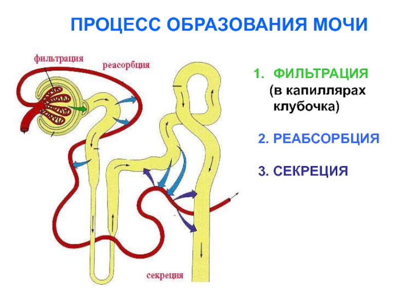 Механизм образования мочи схема