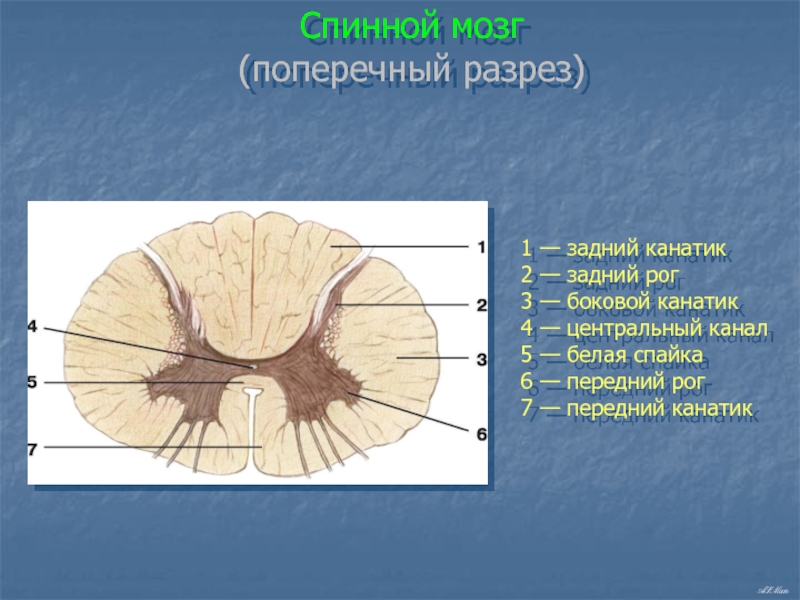 Фото спинного мозга человека в разрезе