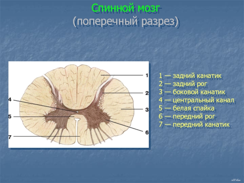 Передний рог мозга. Спинной мозг строение поперечный срез. Срез спинного мозга анатомия. Задние канатики белого вещества спинного мозга. Строение спинного мозга анатомия человека поперечный срез.