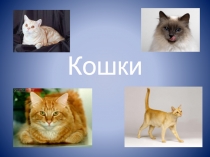 Кошки