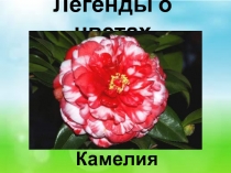 Легенды о цветах. Камелия