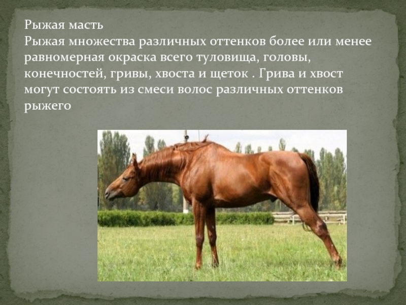 Характеристики рак лошадь. Презентация Солнечный конь. Спокойная лошадь характеристика. Имена для жеребца рыжей масти. Лошадь для презентации.