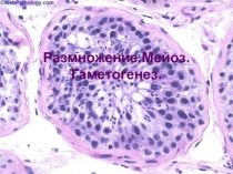 Размножение.Мейоз. Гаметогенез