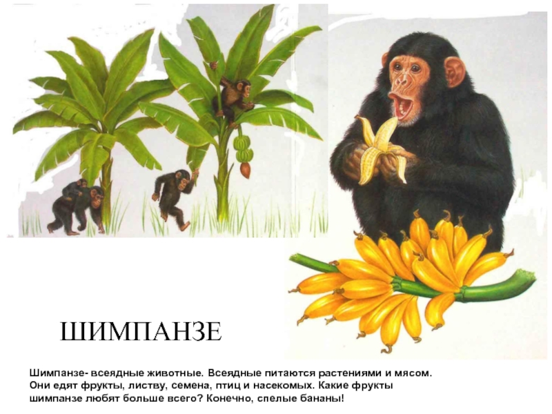 Шимпанзе- всеядные животные. Всеядные питаются растениями и мясом. Они едят фрукты, листву, семена, птиц и насекомых. Какие