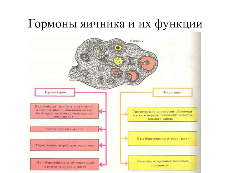 Гормоны и их функции презентация