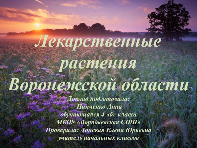 Презентация Лекарственные травы Воронежской области