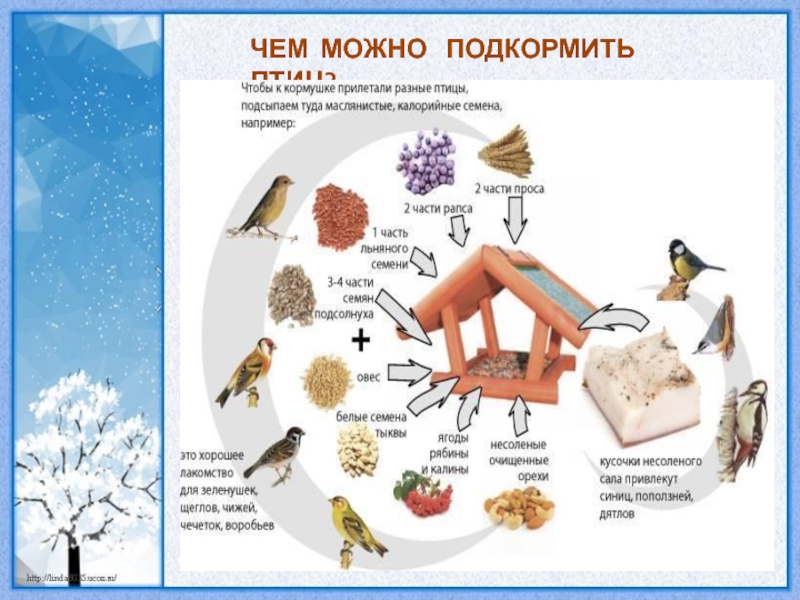 Чем кормить птиц зимой. Корм для сороки зимой. Чем подкармливают птиц зимой для детей. Сообщение на тему подкармливание птиц зимой. Чем можно подкармливать птиц зимой 3 класс.