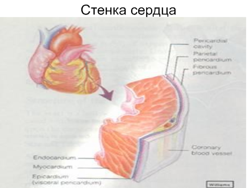 Стенки сердца. Строение стенок сердца на английском. Стенка сердечной мышцы на английском. Сердце нарастает внутрь стенки.