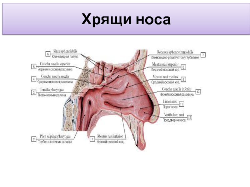 Хрящ. Носовые хрящи свиньи.