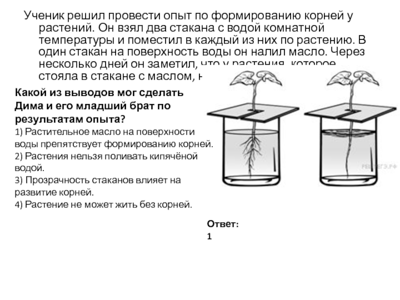 Проводить опыты. Опыты с растениями. Эксперимент с двумя стаканами воды. Опыты по физиологии растений.