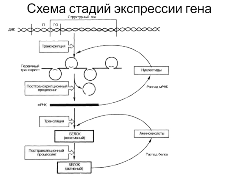 Схема трансляции биохимия