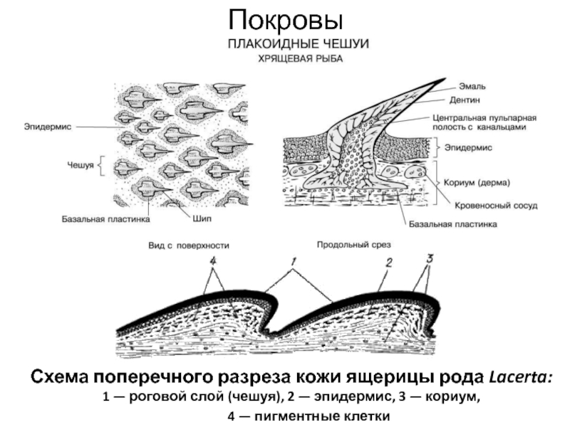 Земноводные роговые чешуйки