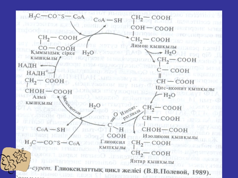 Биологическая роль цикла кребса