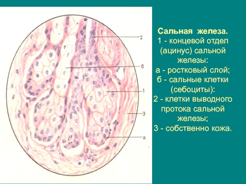 Потовая железа рисунок гистология